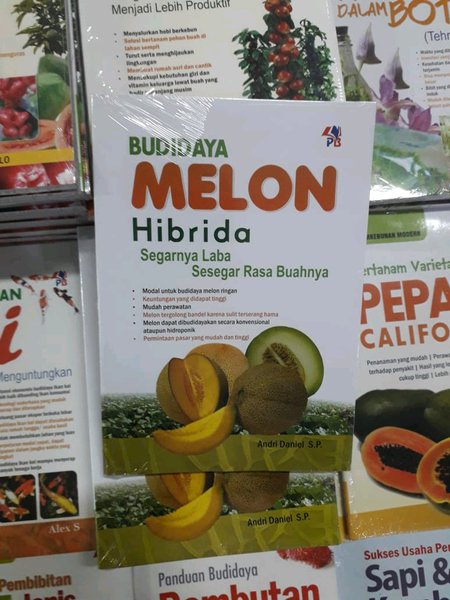 budidaya melon